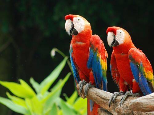 Papugi - bardzo społeczne zwierzęta