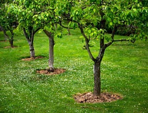 Sadzenie drzewek owocowych - kiedy najlepiej zacząć i jak dbać o sadzonki