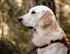 Jak wybrać idealne szelki dla dużego psa? Jak wybrać idealne szelki dla dużego psa?